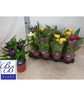 Calla mix pot de 14 