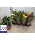 Calla mix pot de 14 