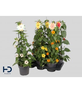 Thunbergia Ø 17 h 70