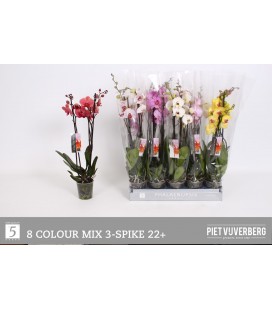 Phalaeno Ø 12 h 65 mix 3 b