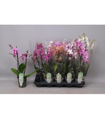 Phalaenopsis Multif Ø12 h 55 3 b
