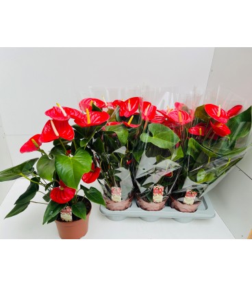 Anthurium Idaho Ø17