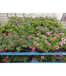 Calibrachoa minifamous mix Ø 10.5