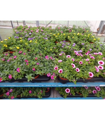 petunia minifamous mix par 12