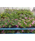 Calibrachoa minifamous mix Ø 10.5