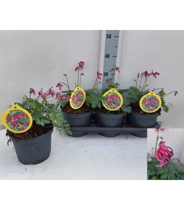 Dicentra Luxuriant Ø 19