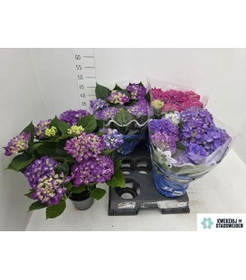 Hortensia Cote Dazur Ø 14