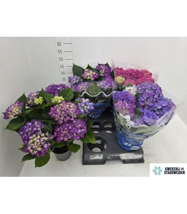 Hortensia Cote Dazur Ø 14