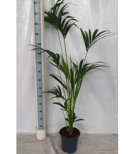 Howea Forsteriana Ø 21 H150