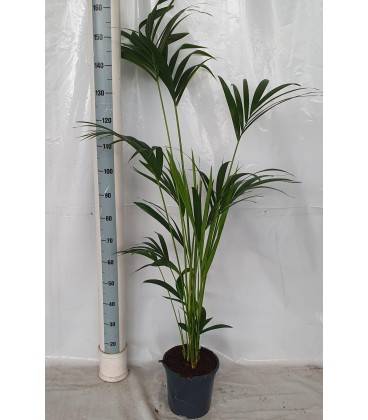 Howea Forsteriana Ø 21