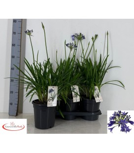 Agapanthe Africanus pot de 19 h 65