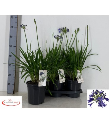 Agapanthe Africanus pot de 18h 65