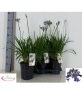 Agapanthe Africanus pot de 19 h 65