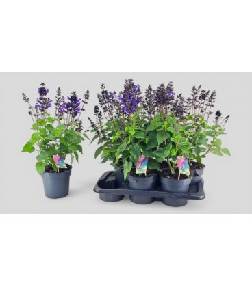Sauge blueberry Ø 17 h 60