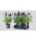 Sauge blueberry Ø 17 h 60