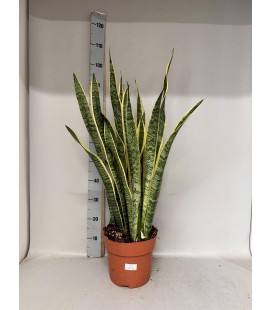 Sanseveria Laurentii Ø 24 h 110