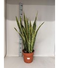 Sanseveria Laurentii Ø 24 h 110