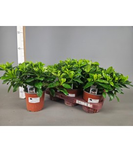 Gardenia jasminoide pot de 13