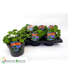 Geranium Rozanne Ø 17