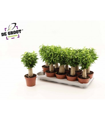 Ficus Natasja pot de 17 h 60