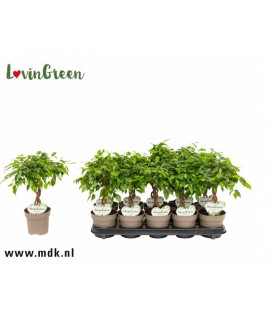 Ficus benjamina Ø 12 h 40
