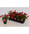 Dipladenia Rio Dark red Ø12