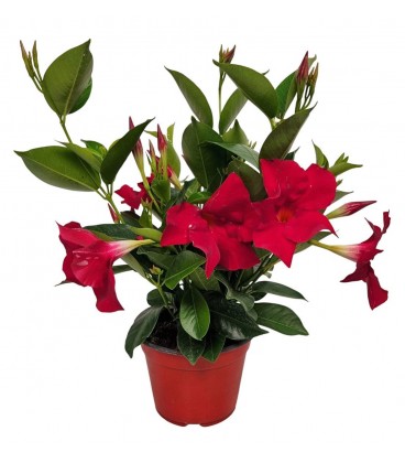 Mandevilla Bush red Ø 14