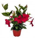 Mandevilla Bush red Ø 14