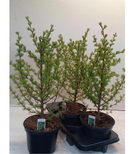 Larix Ø 19 h 55