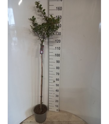 Ilex Mes Blie prince Ø 23 h 150