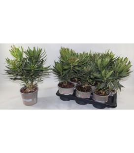 Laurier rose pot de 17 h 50 cm