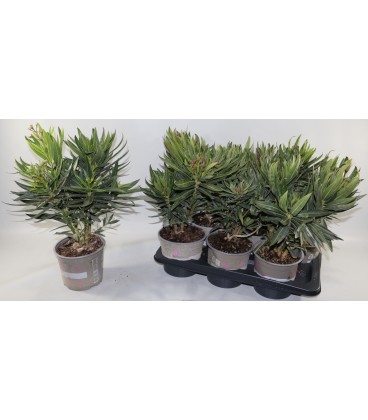 Laurier rose pot de 17 h 60 cm