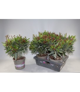 Laurier rose Ø 22 h 55