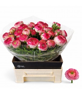 Renoncule White Sfumato