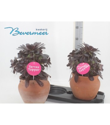 Aeonium Velours pot de 26 H50 cm