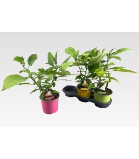 Datura Ov Ø 19 h 45