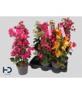 Bougainvilier Ø 17 h 65