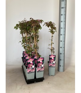 Clematite tetrarose Ø 17