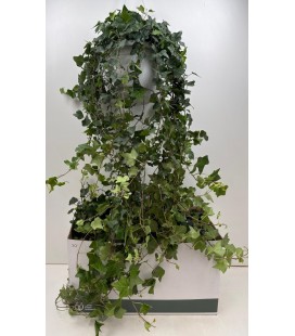 Lierre susp pot de 24 100 cm