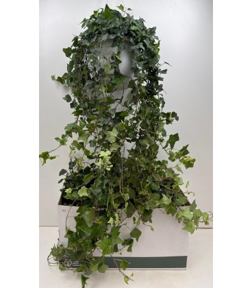 Lierre susp pot de 24 