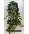 Lierre susp pot de 24 100 cm