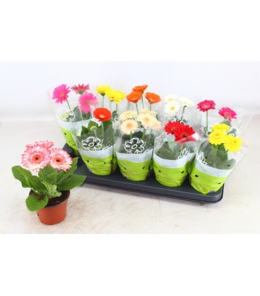 Gerbera pot de 12 