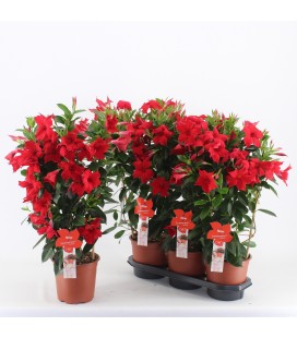 Dipladenia Summerst red Ø 19 h 75