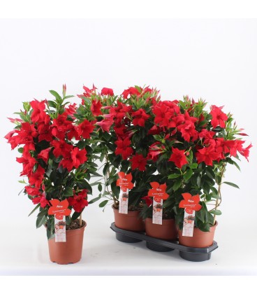 Dipladenia Summerst red Ø 19 h 75