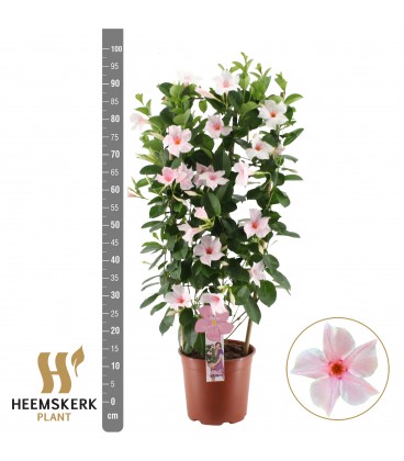 Dipladenia Summerst tou Ø19 h 75