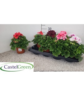 Pelargonieum Ø 13