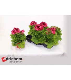 Pelargonium pot de 12