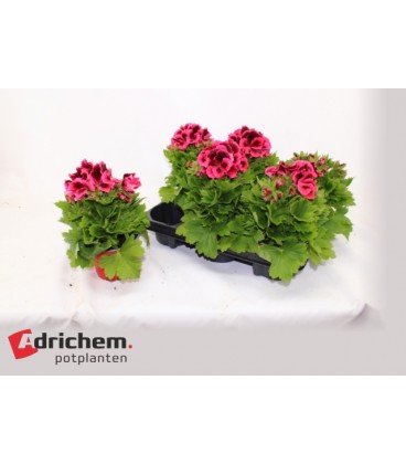 Pelargonium pot de 13
