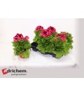 Pelargonium pot de 13
