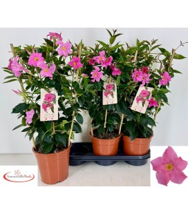 Dipladenia rio pink Ø 19 h 65